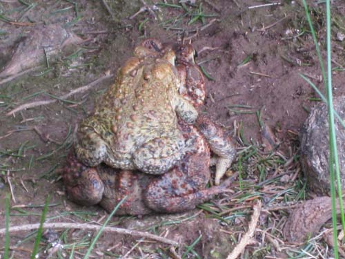 Frogs in Yard - 4/19/2009